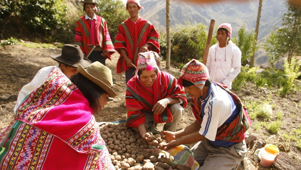 Mishki, de los Andes a tu piel